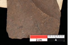 Foto (Detailansicht) von Chondrites ambiguus Ettingshausen (NHMW-GEO-2024-0188-0098)